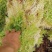 水苔，野生水苔，种植水苔，