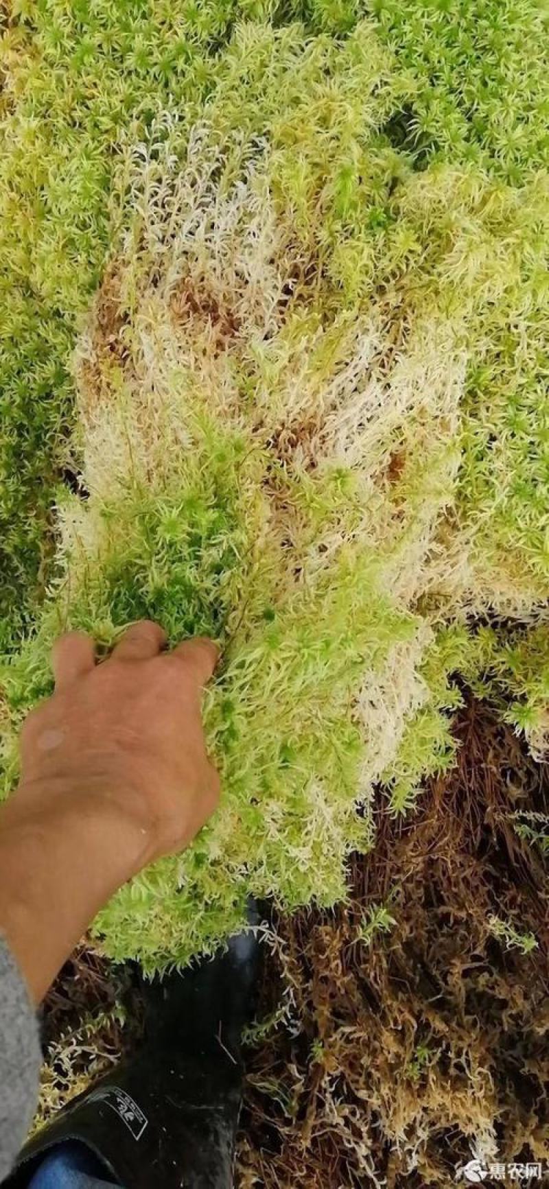水苔，野生水苔，种植水苔，