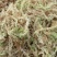 水苔，野生水苔，种植水苔，