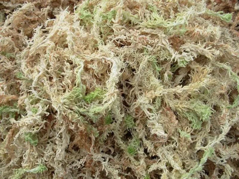 水苔，野生水苔，种植水苔，