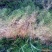水苔，野生水苔，种植水苔，