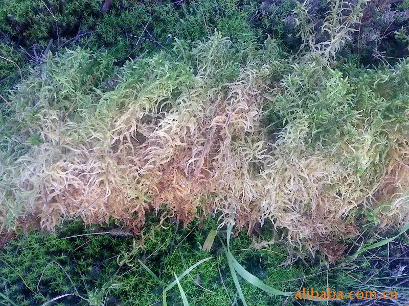 水苔，野生水苔，种植水苔，