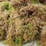 水苔，野生水苔，种植水苔，
