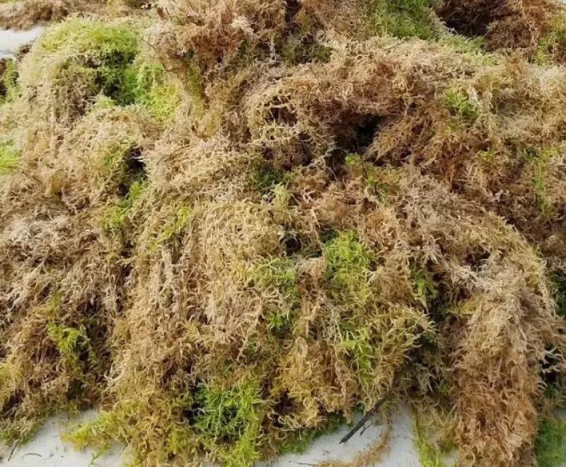 水苔，野生水苔，种植水苔，