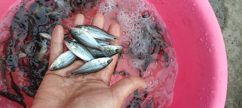 鲈鱼苗、淡水养殖加州鱼支持实地考察价格美丽