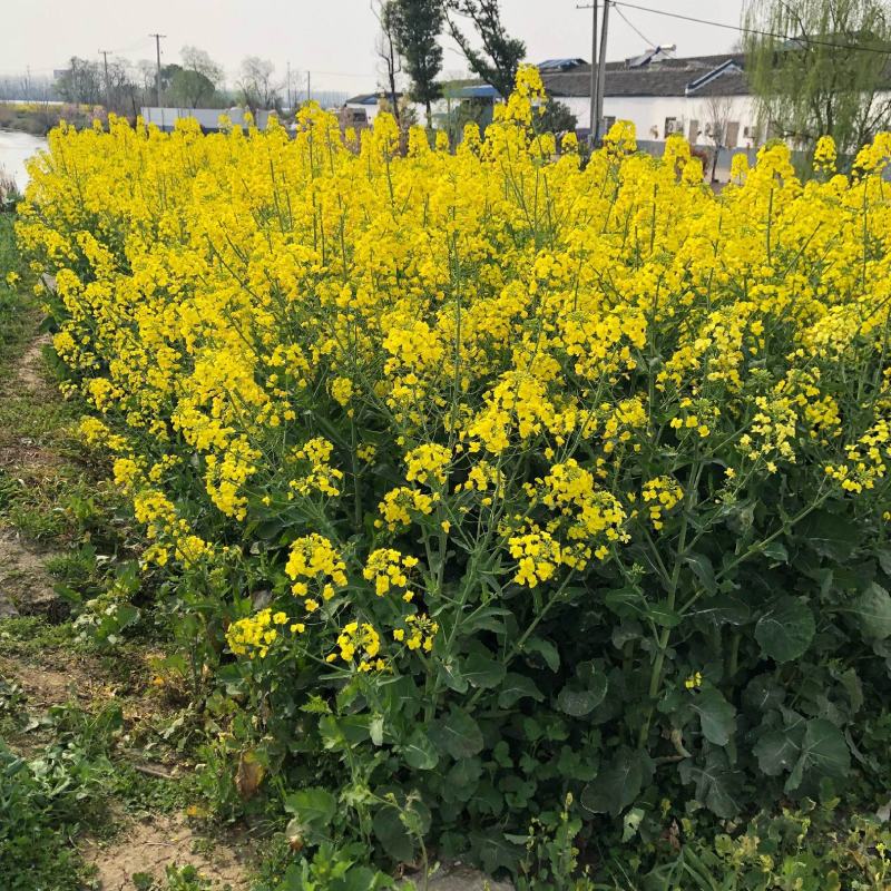 南马矮抗1号油菜种子高产高油抗病抗倒伏农家秋季播种耐寒