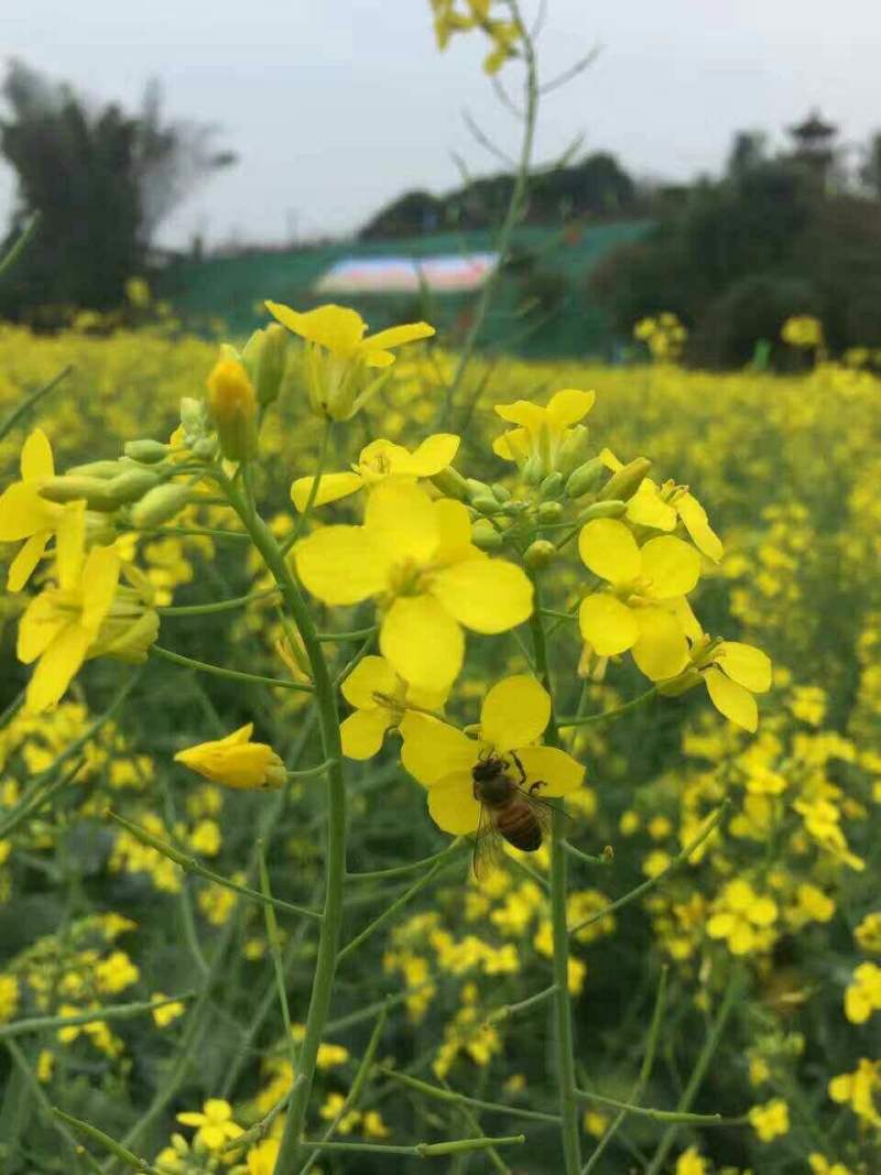 南马矮油油菜种子高产高油抗病抗倒伏农家大田秋季播耐寒油菜
