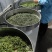 湘西自治州保靖黄金茶、谷雨绿茶办公茶系列