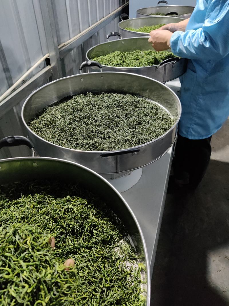湘西自治州保靖黄金茶、谷雨绿茶办公茶系列