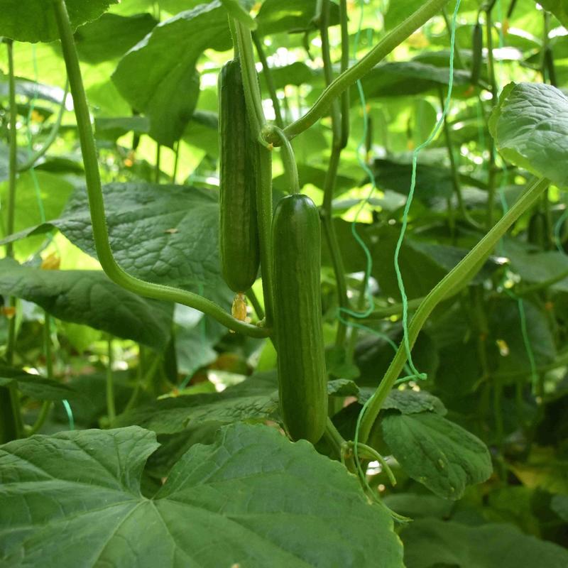 德高华玉水果黄瓜种子丰产抗病耐热强雌黄瓜种籽农家菜园