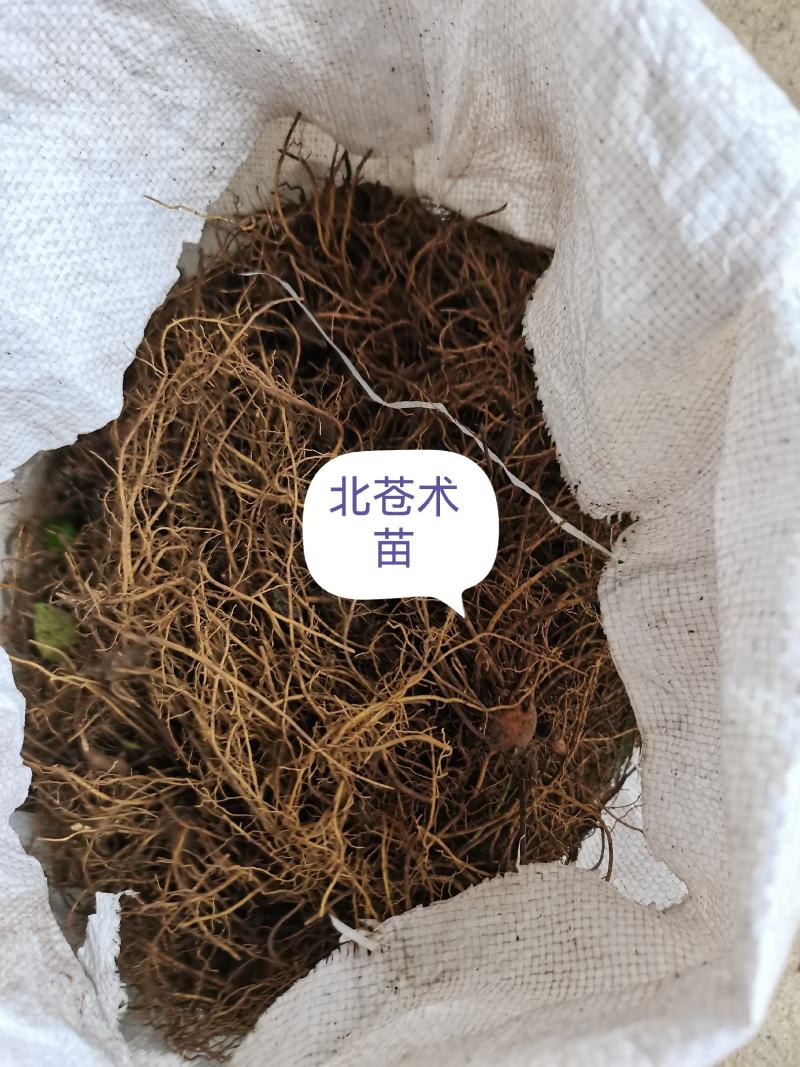 一年北苍术苗辽宁朱砂点苍术苗北苍术精选苗