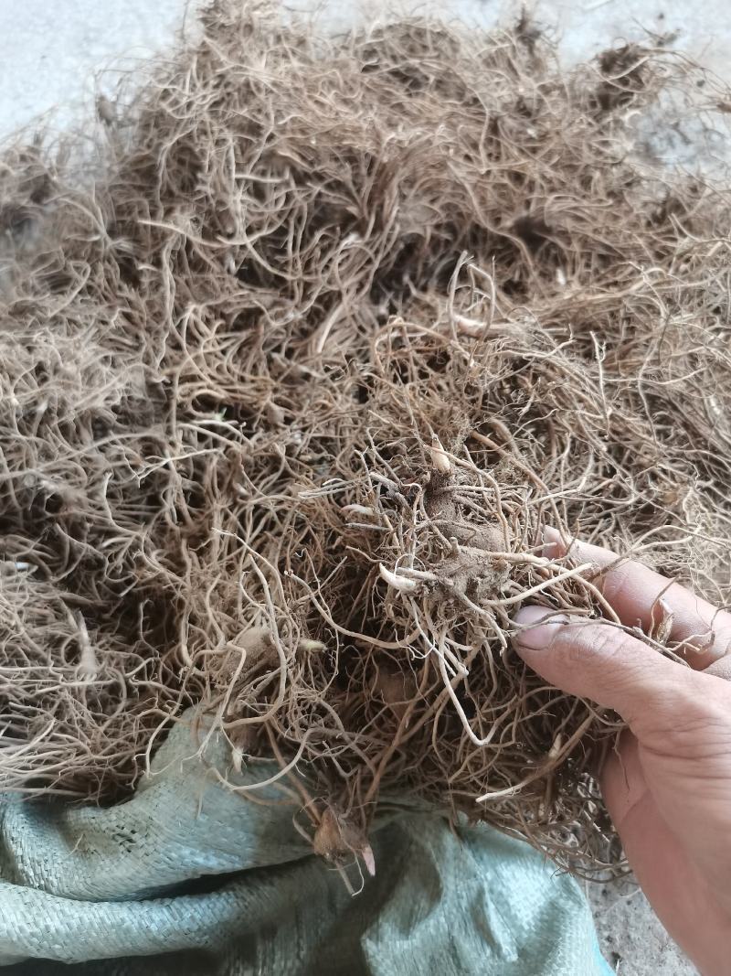 一年北苍术苗辽宁朱砂点苍术苗北苍术精选苗