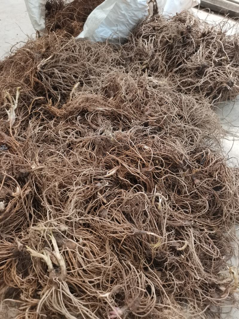 一年北苍术苗辽宁朱砂点苍术苗北苍术精选苗