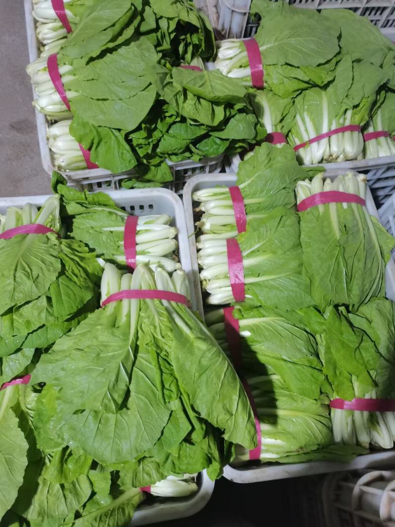 精品叶菜