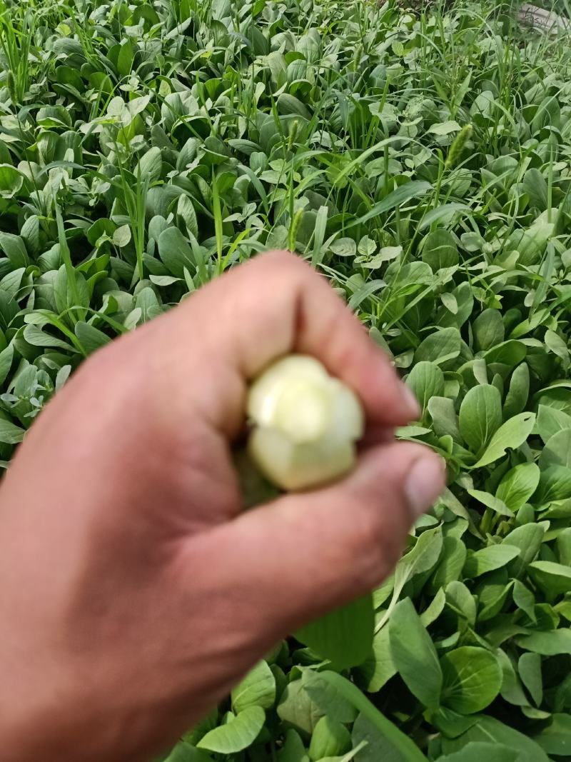 精品叶菜