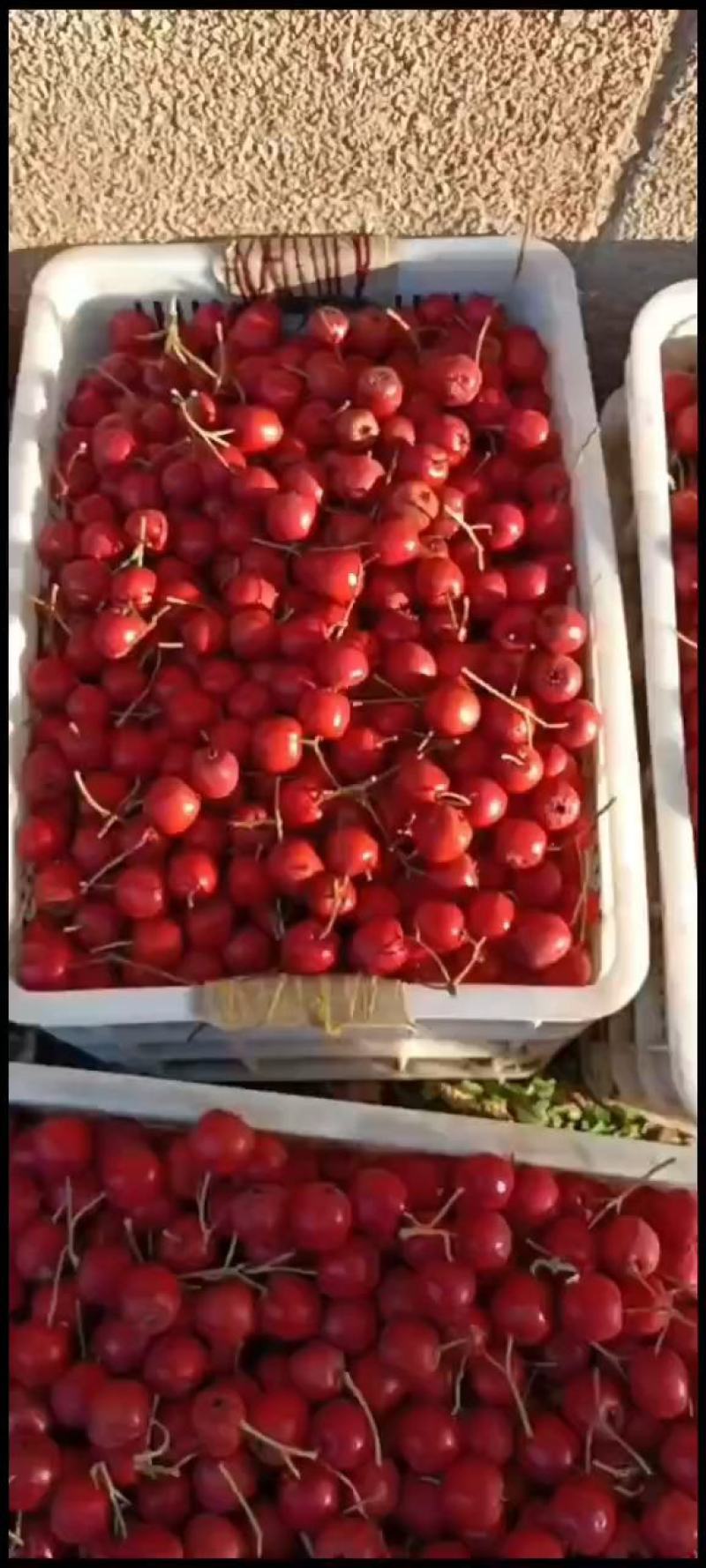 铁山楂！马峪甜红子山楂！老品种铁山楂大量现货供货！
