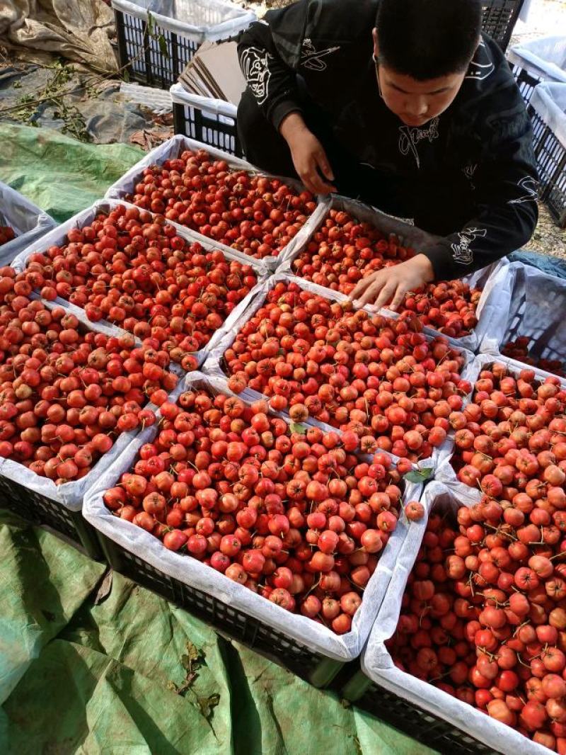 实力供应，铁山楂！手摘果精品果，甜口铁山楂！遵化党峪产！