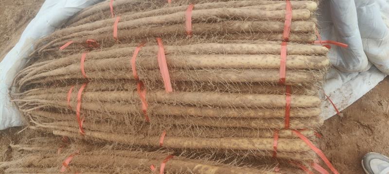 -《批发商看过来！沙土铁棍山药，海量货源，一手价格》