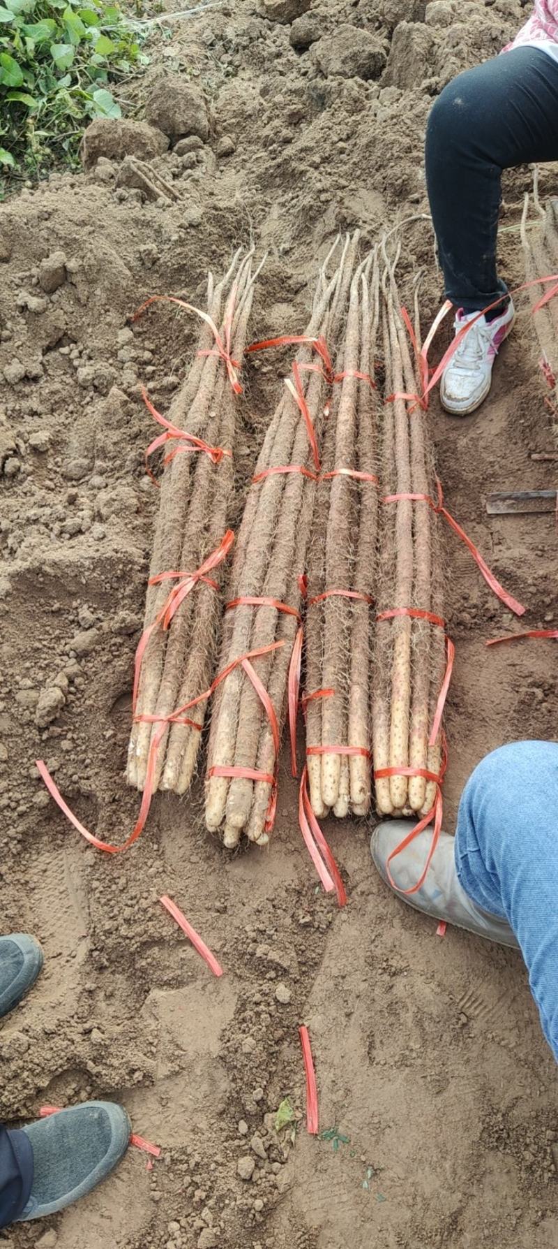 -《批发商看过来！沙土铁棍山药，海量货源，一手价格》