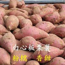 陕西省汉中洋县红薯白心红薯可供大货具体商量