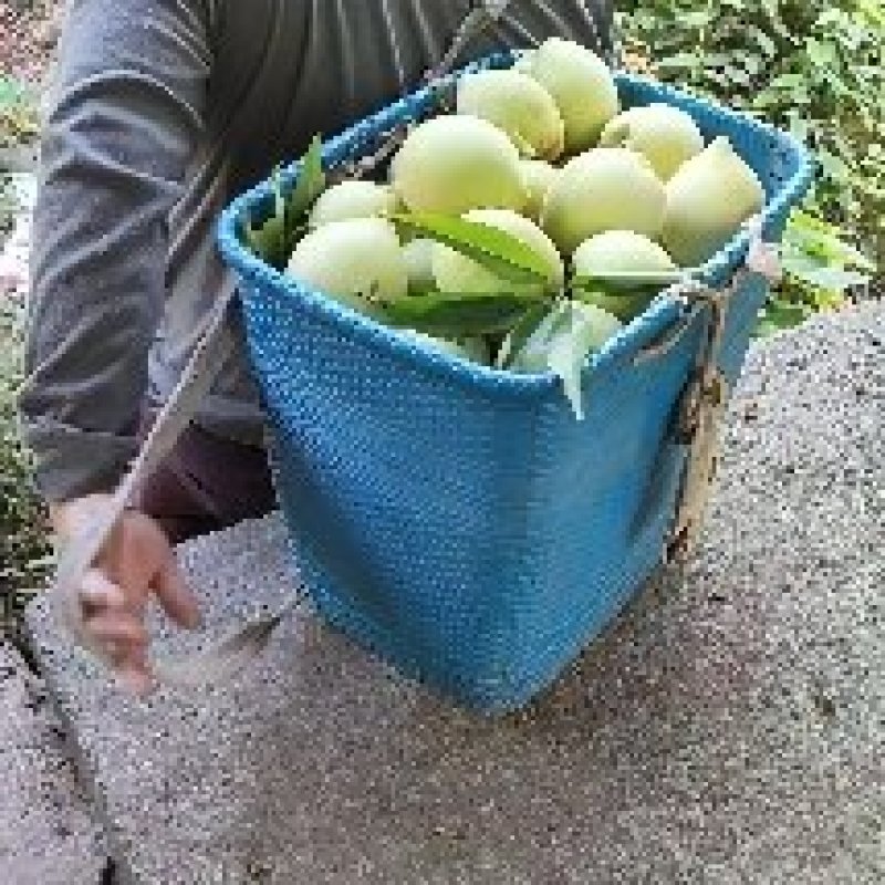 桃树苗，青香桃，{香桃)，脱骨桃，平均300克。