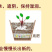 人参菜土人参高丽参东洋菜叶用人参