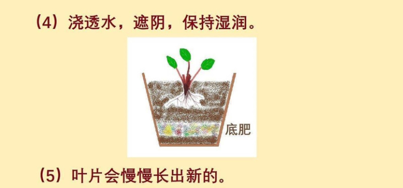 人参菜土人参高丽参东洋菜叶用人参