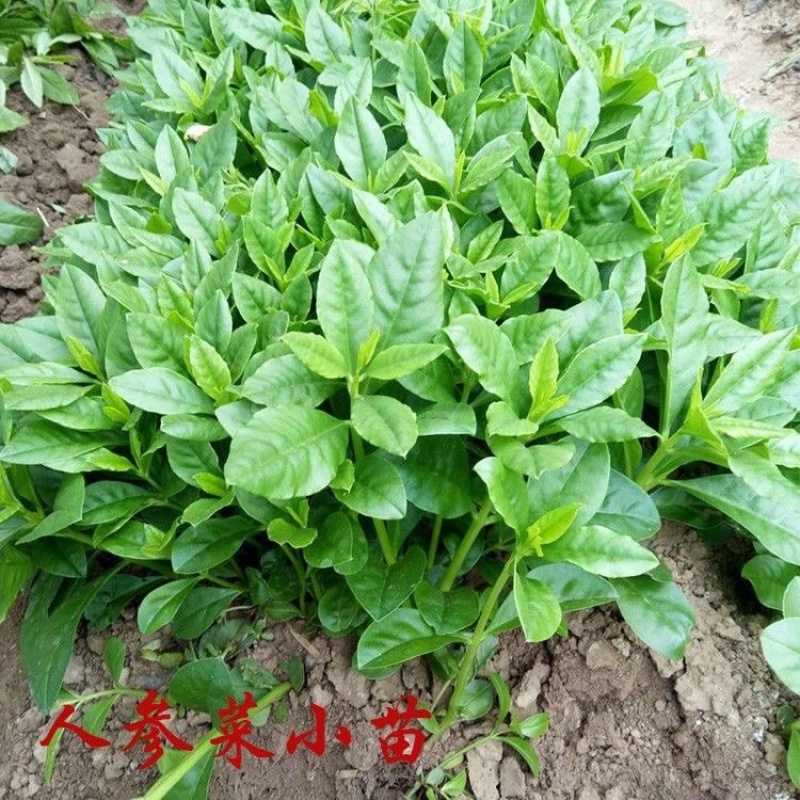 人参菜土人参高丽参东洋菜叶用人参