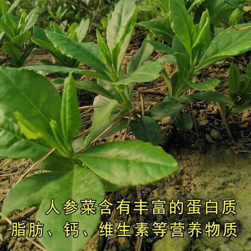 人参菜土人参高丽参东洋菜叶用人参