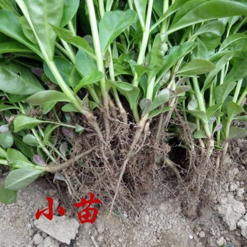 人参菜土人参高丽参东洋菜叶用人参