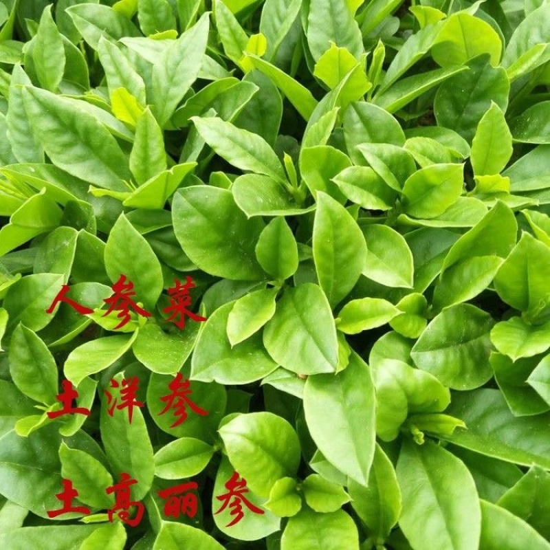 人参菜土人参高丽参东洋菜叶用人参