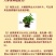 人参菜土人参高丽参东洋菜叶用人参