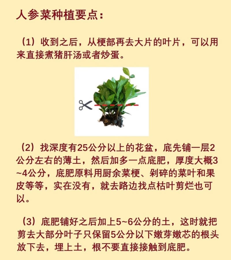 人参菜土人参高丽参东洋菜叶用人参