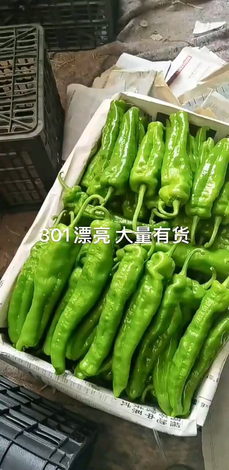 薄皮辣椒，线椒，螺丝椒新鲜上市大量现货，代发全国