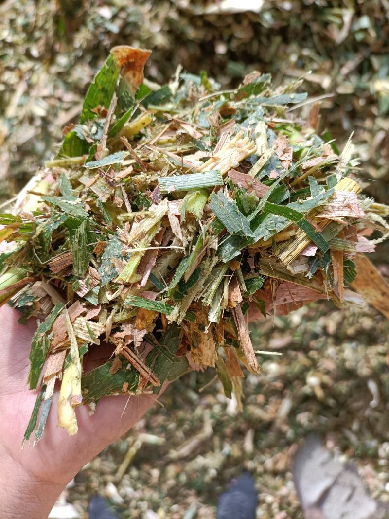 玉米黄储，牛羊的面包，无水无土，诚心生意。