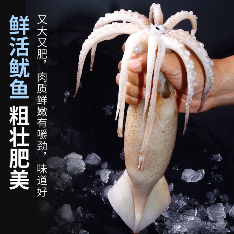 鱿鱼鲜活深海捕捞单冻海鲜大个鱿鱼乌贼大章鱼八爪鱼烧烤