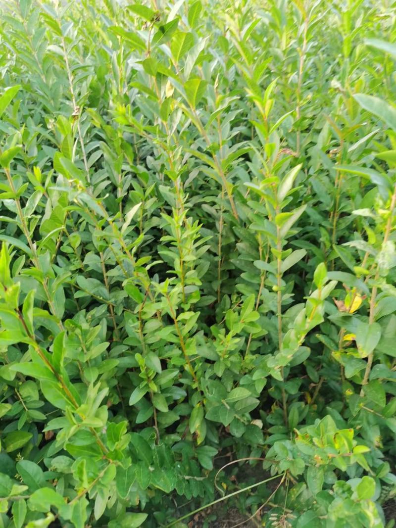 水蜡苗，水腊，水蜡绿篱，水蜡小苗，70-80高