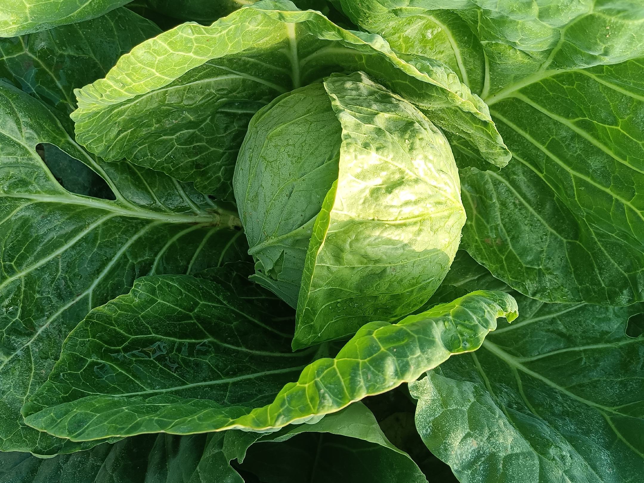 近景微距拍摄:工人正在采收成熟的中甘甘蓝(一甘蓝),展示典型球形——扁球形,直径15–18cm,单球重1.2–1.6kg;外叶深绿有光泽,蜡粉均匀;叶球紧实光滑无裂纹,切面致密呈淡黄绿色;茎基部留茬整齐,体现机械化采收适配性 中甘甘蓝采收现场特写