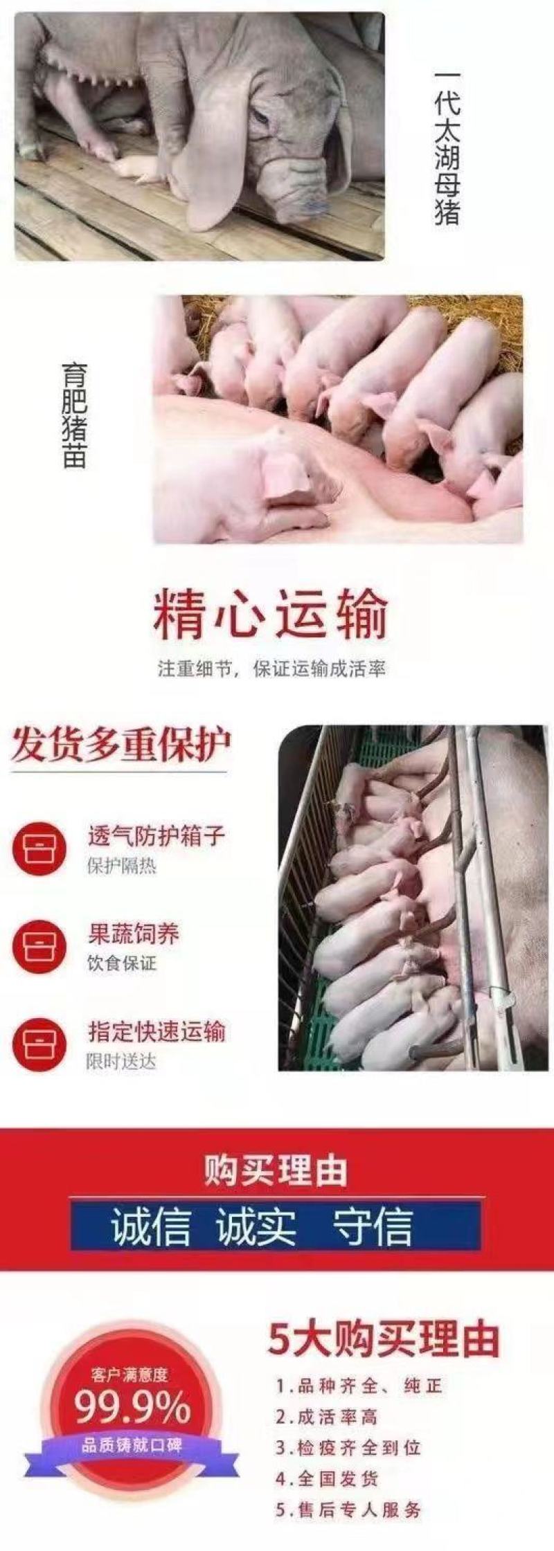精品三元仔猪本猪厂常年出售：太湖，苏太，长太，大白，长白