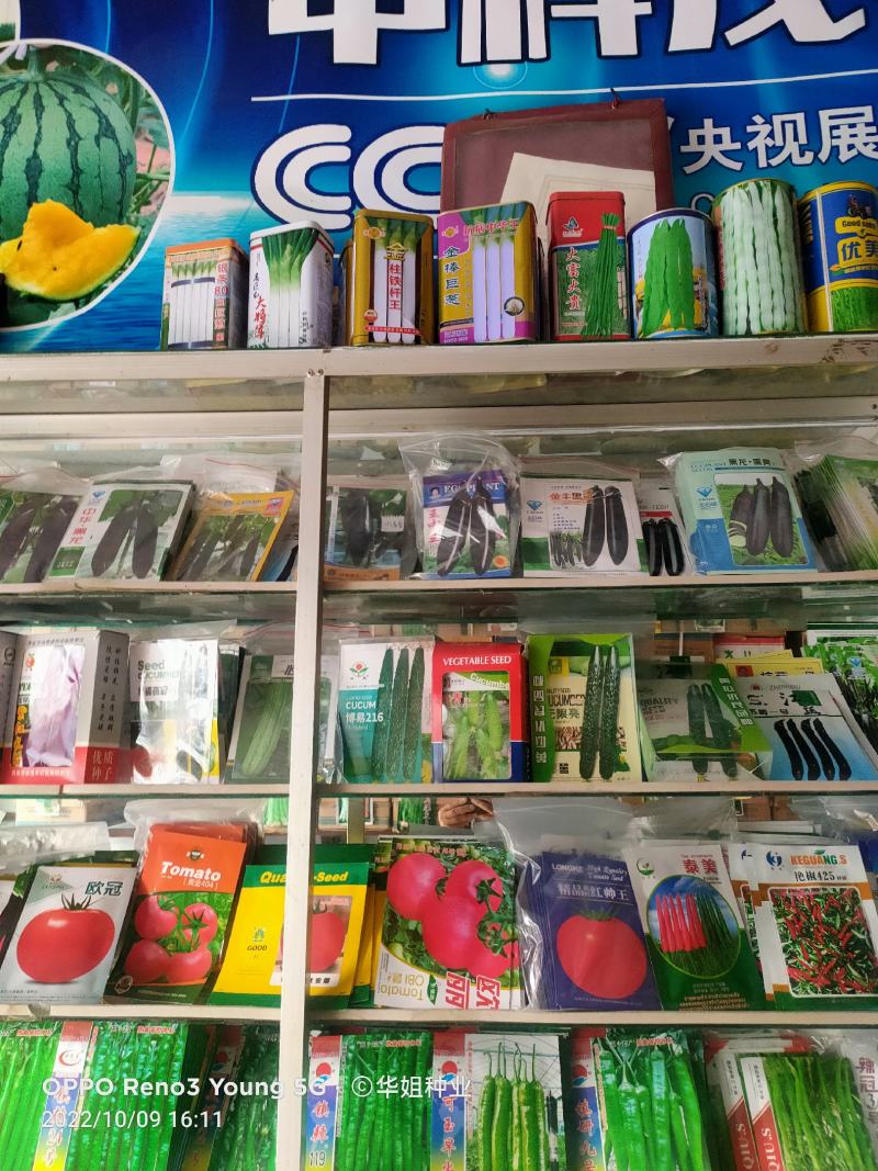 大叶菠菜种子四季易种原生态菠菜籽种子抗病耐热耐寒越冬蔬菜