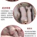 精品三元仔猪本猪厂常年出售：太湖，苏太，长太，大白，长白