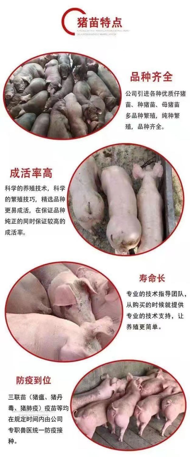 精品三元仔猪本猪厂常年出售：太湖，苏太，长太，大白，长白