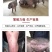 精品三元仔猪本猪厂常年出售：太湖，苏太，长太，大白，长白