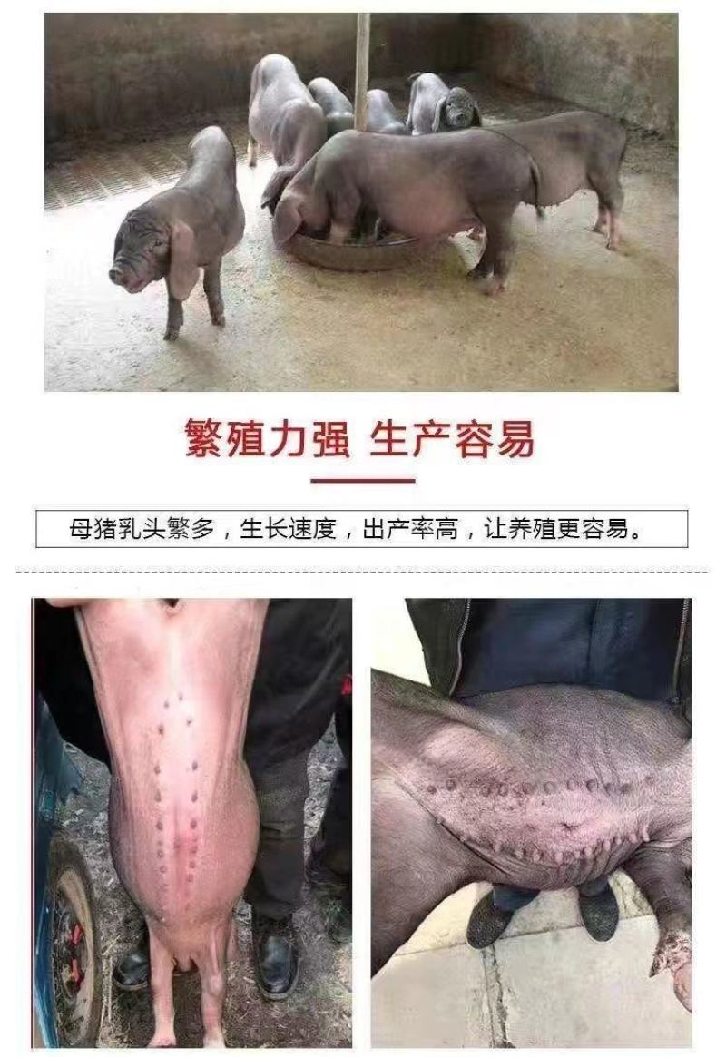 精品三元仔猪本猪厂常年出售：太湖，苏太，长太，大白，长白