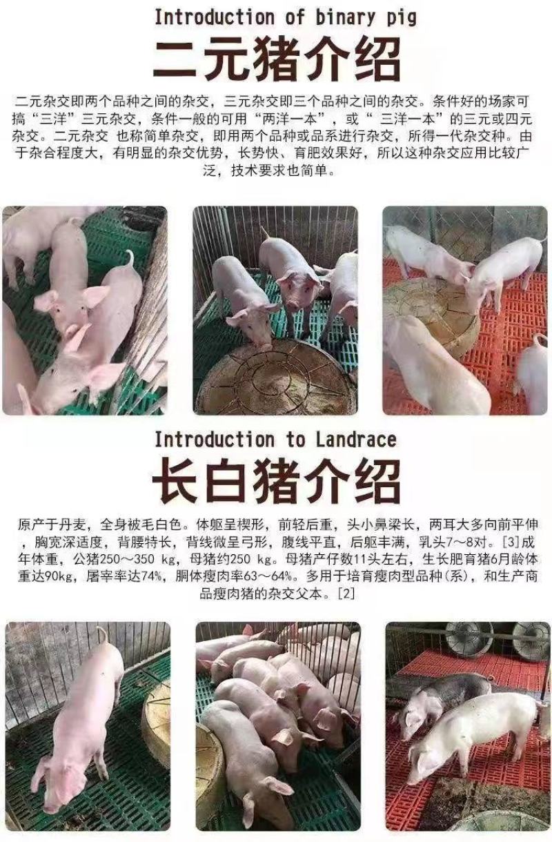 精品三元仔猪本猪厂常年出售：太湖，苏太，长太，大白，长白