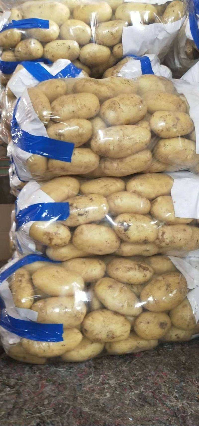 冷库荷兰十五土豆v7土豆大量出库，产地直发，全国发货