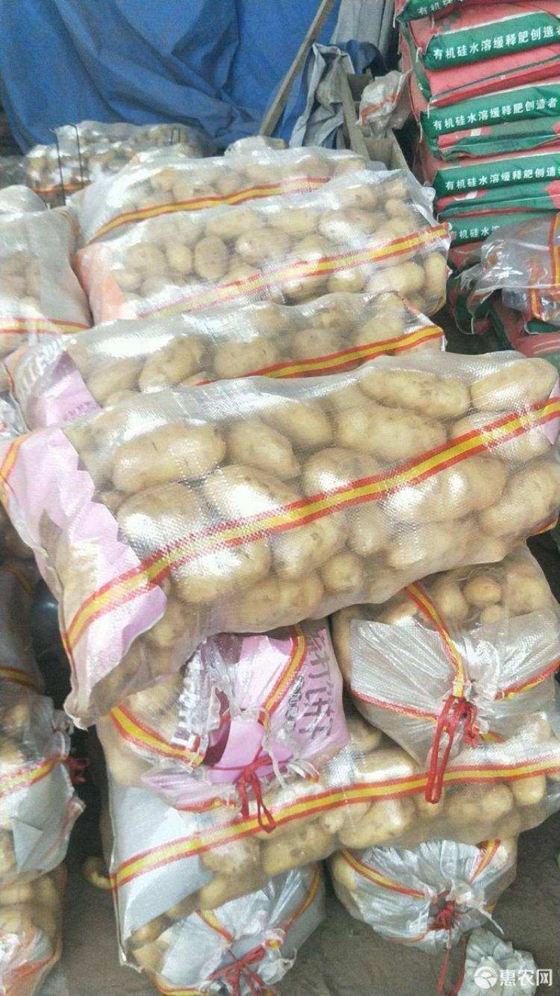 冷库荷兰十五土豆v7土豆大量出库，产地直发，全国发货