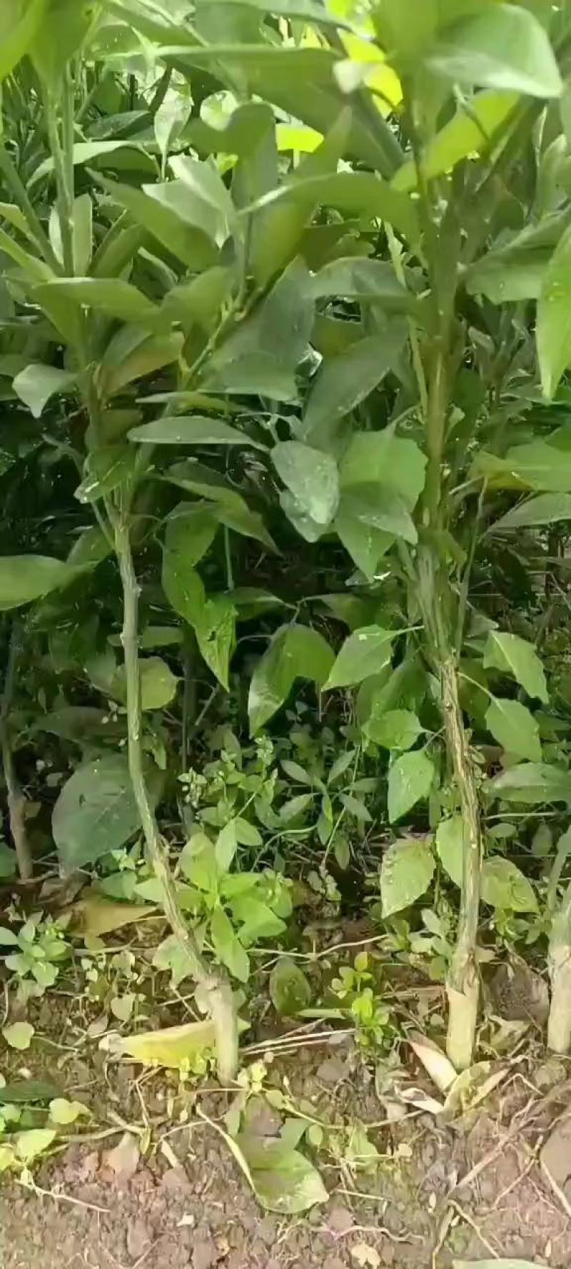 正宗明日见大苗又名啊斯蜜，苗木健康粗壮漂亮，果肉细嫩多汁