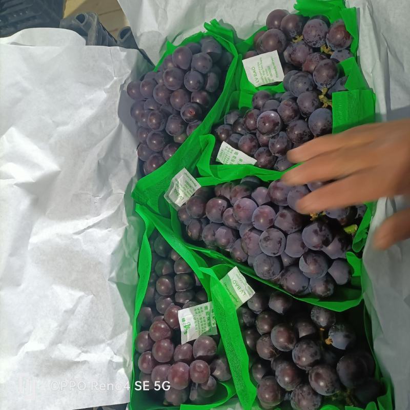 辽宁省北镇巨峰葡萄