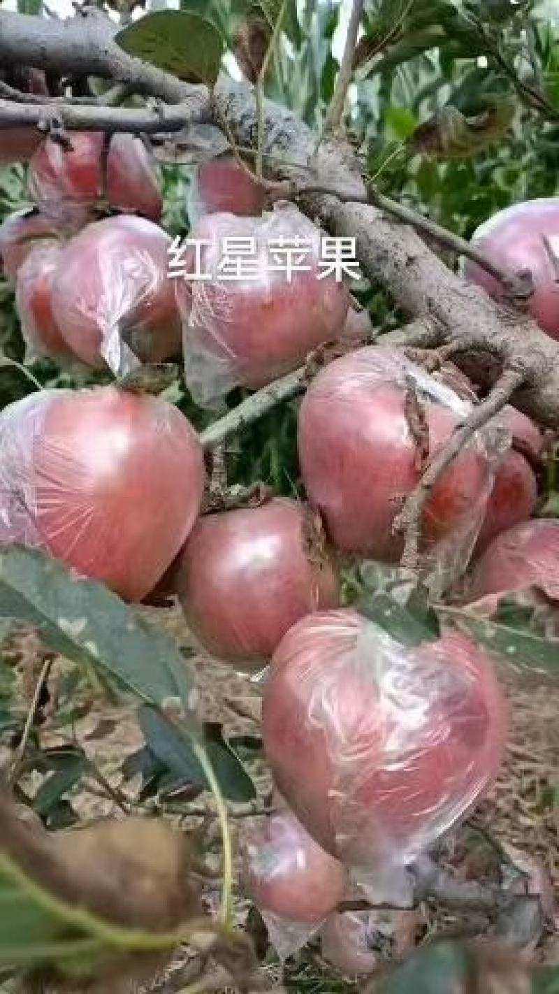 山东合作上千亩新红富士苹果膜袋上市了，纸袋全国出口发货
